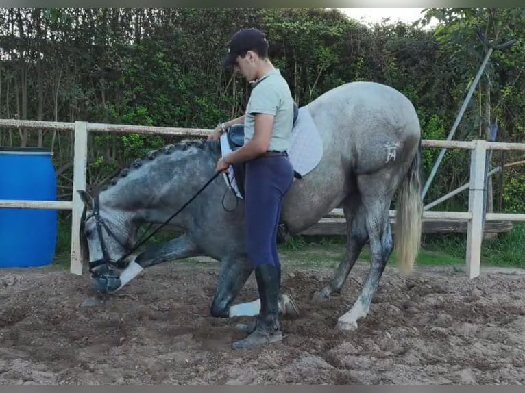 PRE Stallion 3 years 16 hh Grey-Dapple in Betera