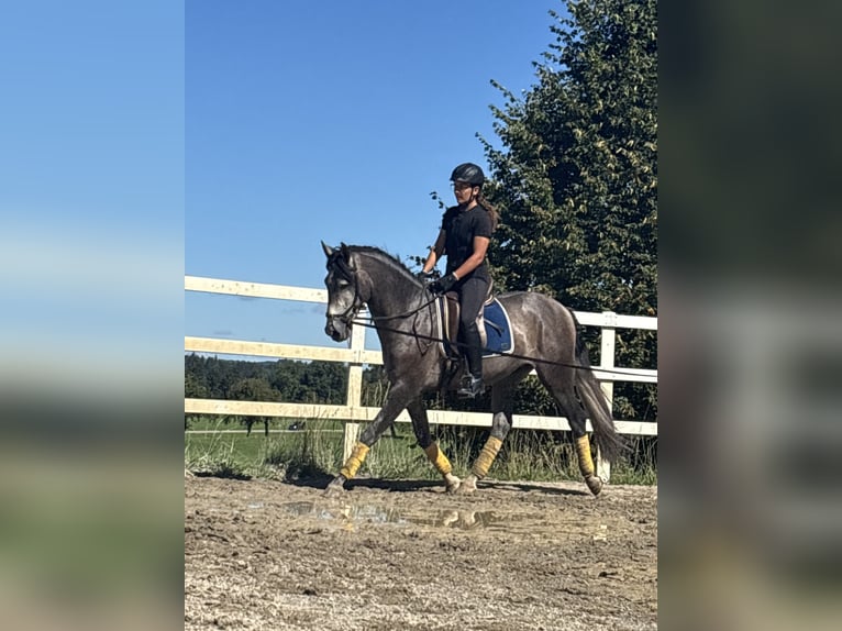 PRE Stallion 3 years 16 hh Grey-Dark-Tan in Sigmarszell