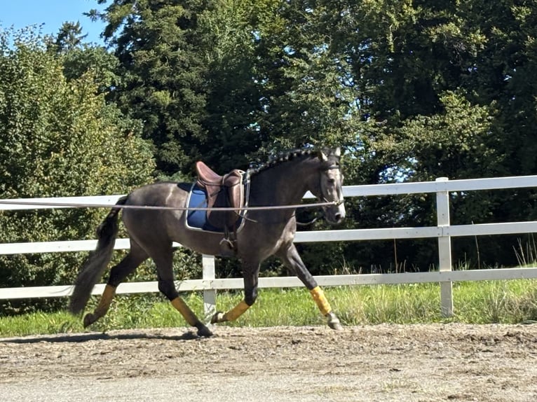 PRE Stallion 3 years 16 hh Grey-Dark-Tan in Sigmarszell