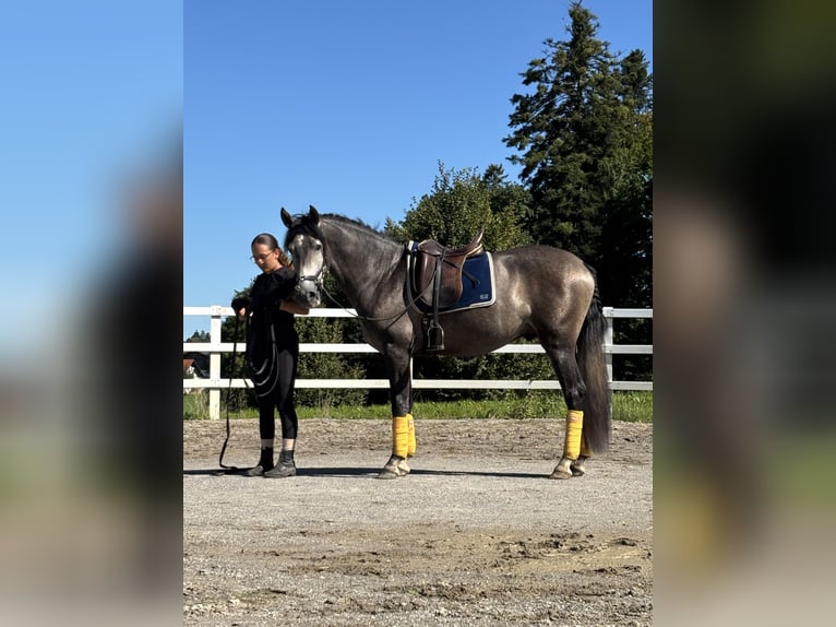 PRE Stallion 3 years 16 hh Grey-Dark-Tan in Sigmarszell