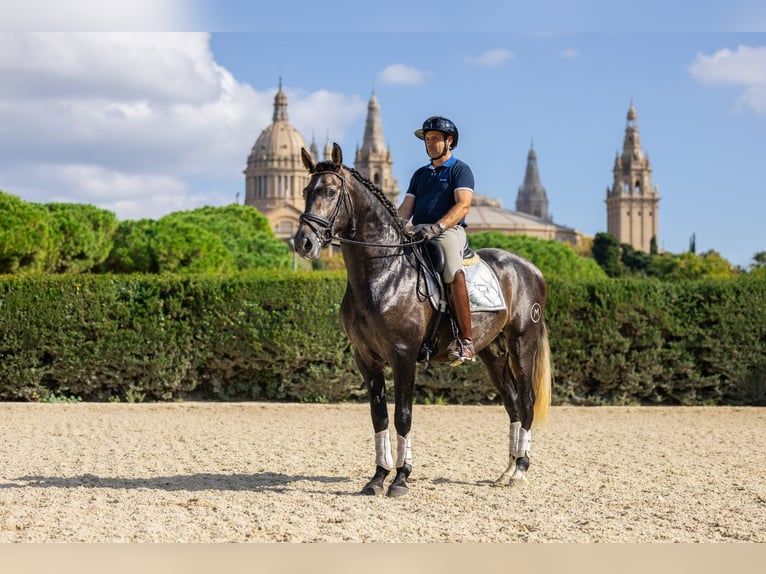 PRE Mix Stallion 3 years 16 hh Grey in Barcelona