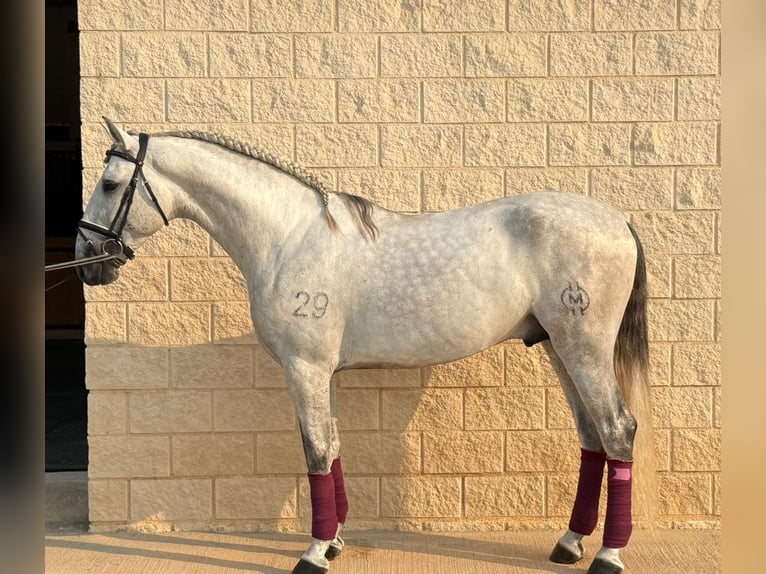 PRE Stallion 3 years 16 hh Grey in San Vincente de Raspeig PRE Stallion 3 years 16 hh Grey in San Vincente de Raspeig
