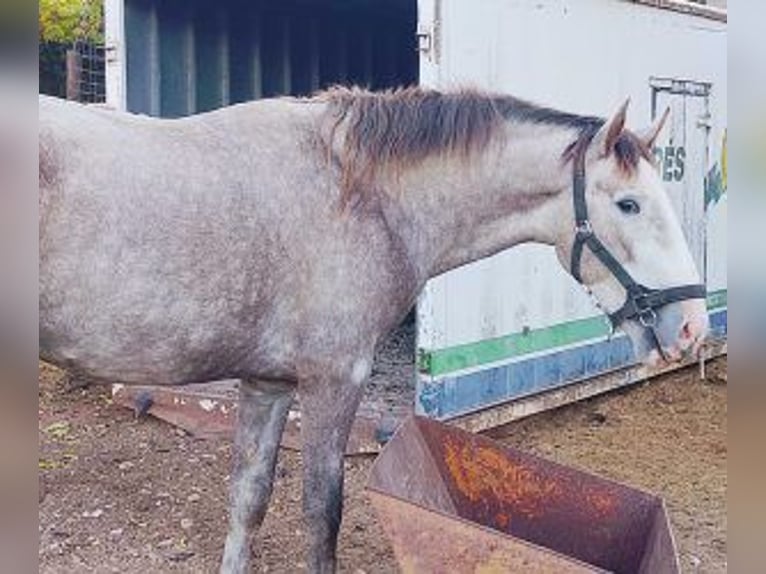 PRE Mix Stallion 3 years 16 hh Grey in Madrid