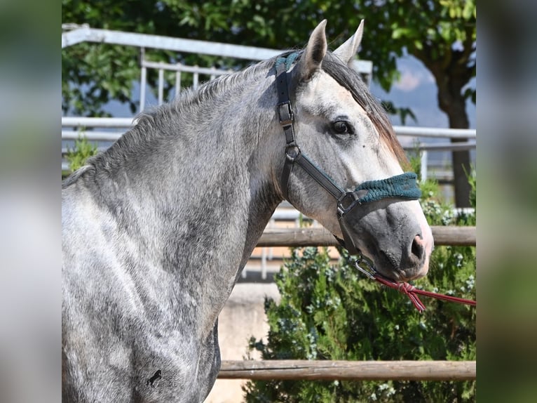 PRE Mix Stallion 3 years 16 hh Grey in Mallorca