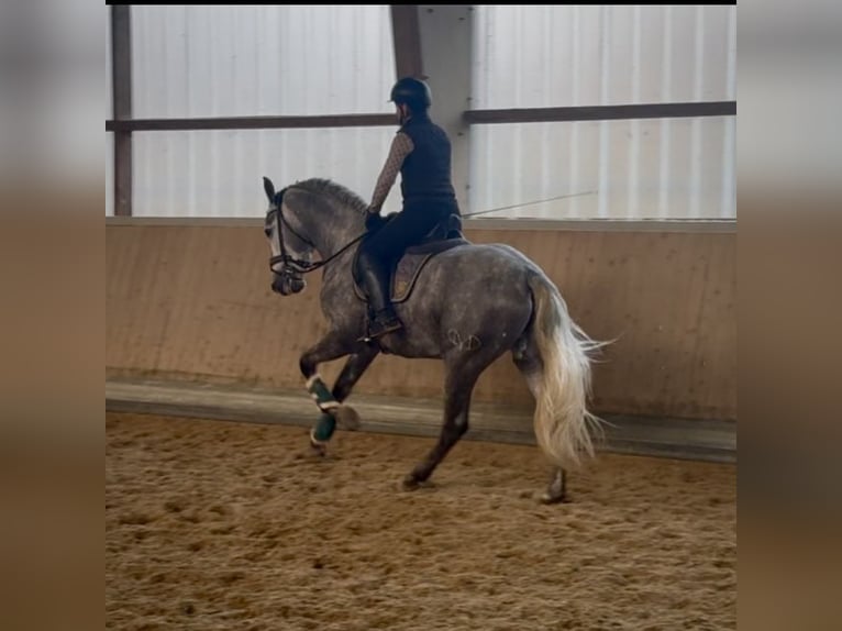 PRE Mix Stallion 3 years 16 hh Grey in Warendorf