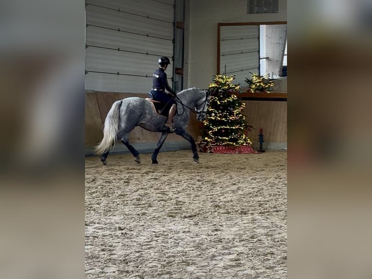 PRE Mix Stallion 3 years 16 hh Grey in Warendorf