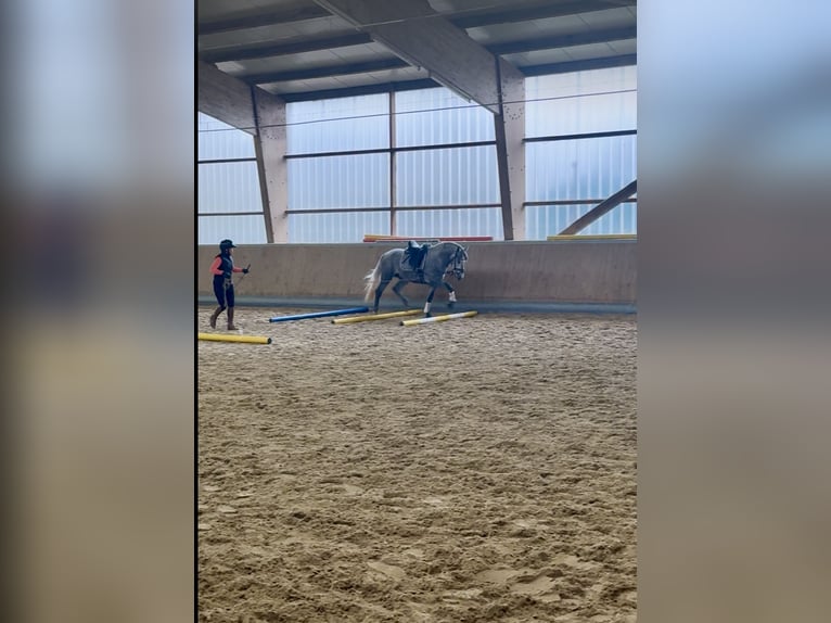 PRE Mix Stallion 3 years 16 hh Grey in Warendorf PRE Mix Stallion 3 years 16 hh Grey in Warendorf