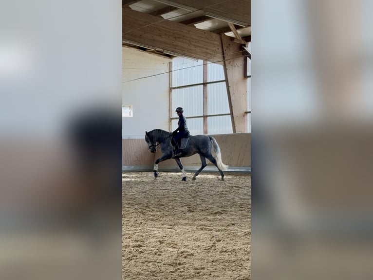 PRE Mix Stallion 3 years 16 hh Grey in Warendorf PRE Mix Stallion 3 years 16 hh Grey in Warendorf