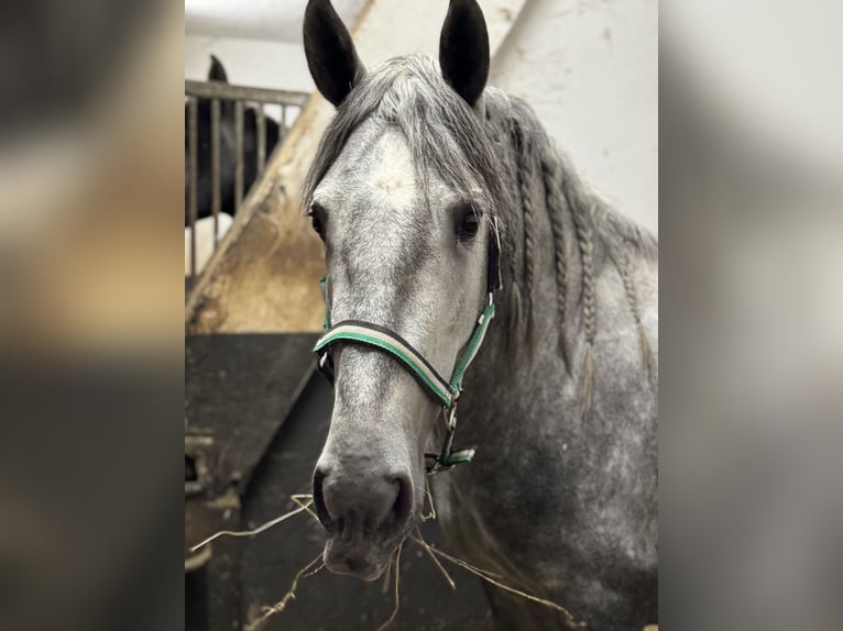 PRE Mix Stallion 3 years 16 hh Grey in Warendorf PRE Mix Stallion 3 years 16 hh Grey in Warendorf