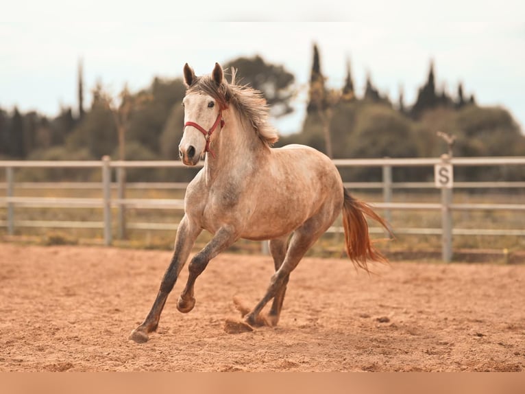 PRE Stallion 3 years 16 hh Grey in Felanitx