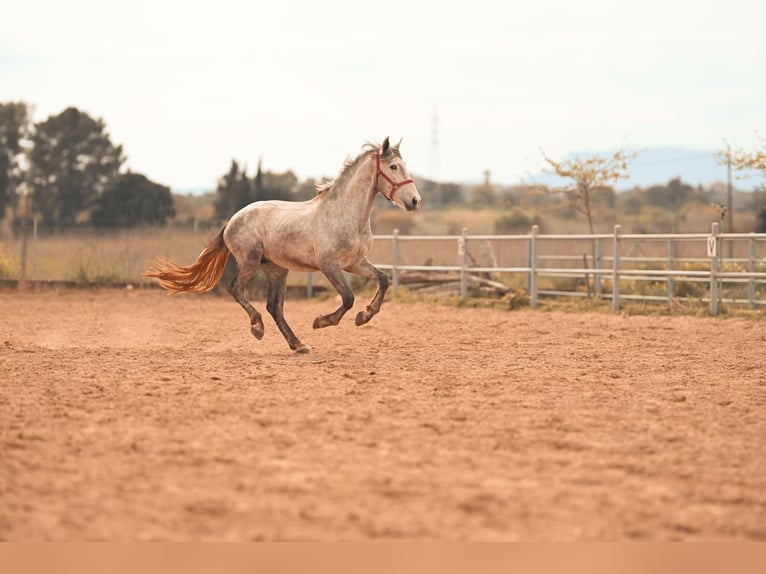 PRE Stallion 3 years 16 hh Grey in Felanitx