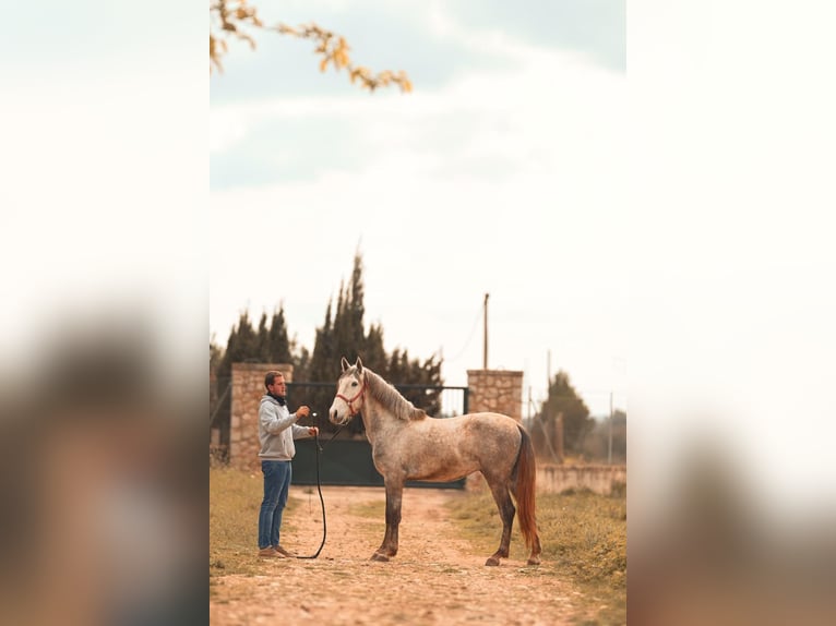 PRE Stallion 3 years 16 hh Grey in Felanitx