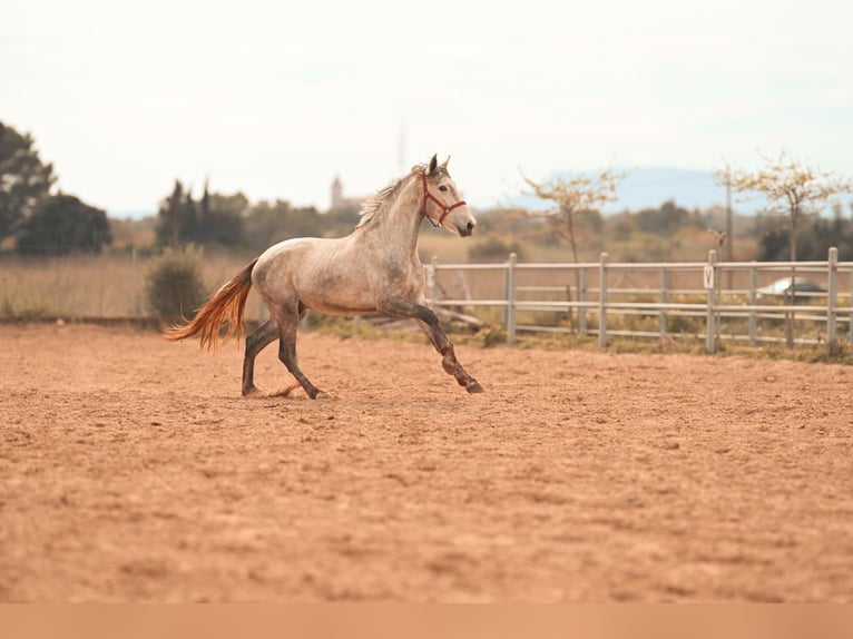 PRE Stallion 3 years 16 hh Grey in Felanitx