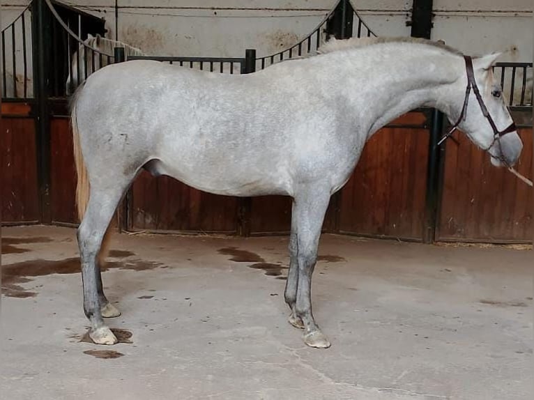PRE Mix Stallion 3 years 16 hh Grey in AlcoluMalaga