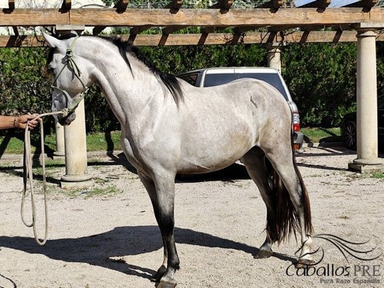 PRE Mix Stallion 3 years 16 hh Grey in Palma de Mallorca