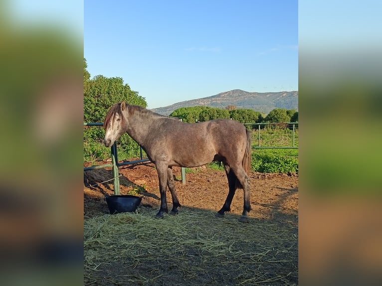 PRE Stallion 3 years 16 hh Grey in Tarifa