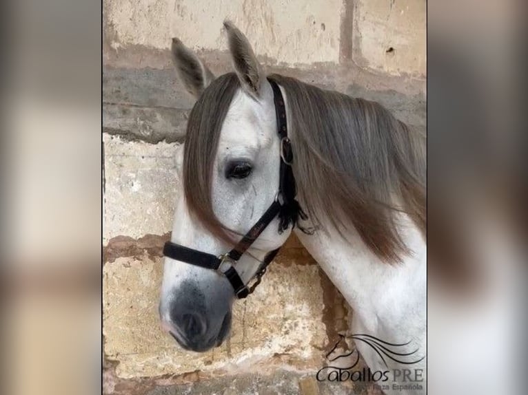 PRE Mix Stallion 3 years 16 hh Grey in Mallorca