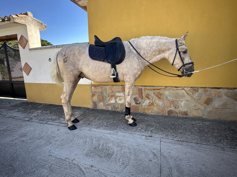 PRE Stallion 3 years 16 hh Palomino in Valderrubio