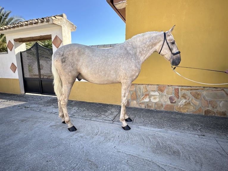 PRE Stallion 3 years 16 hh Palomino in Valderrubio