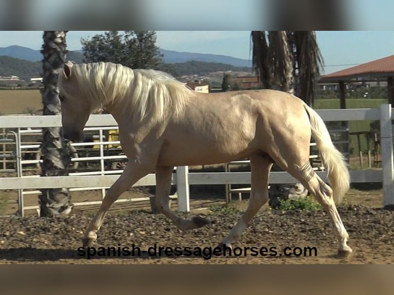 PRE Stallion 3 years 16 hh Palomino in Barcelona