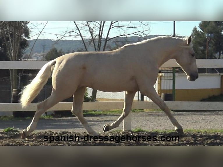 PRE Stallion 3 years 16 hh Palomino in Barcelona