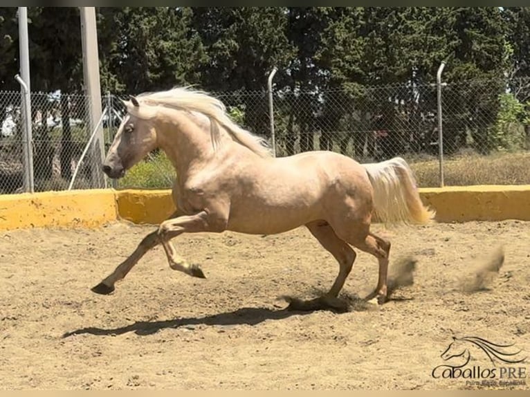 PRE Stallion 3 years 16 hh Palomino in Barcelona