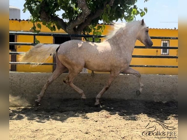 PRE Stallion 3 years 16 hh Palomino in Barcelona