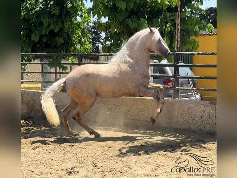 PRE Stallion 3 years 16 hh Palomino in Barcelona