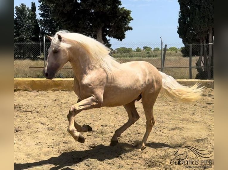 PRE Stallion 3 years 16 hh Palomino in Barcelona