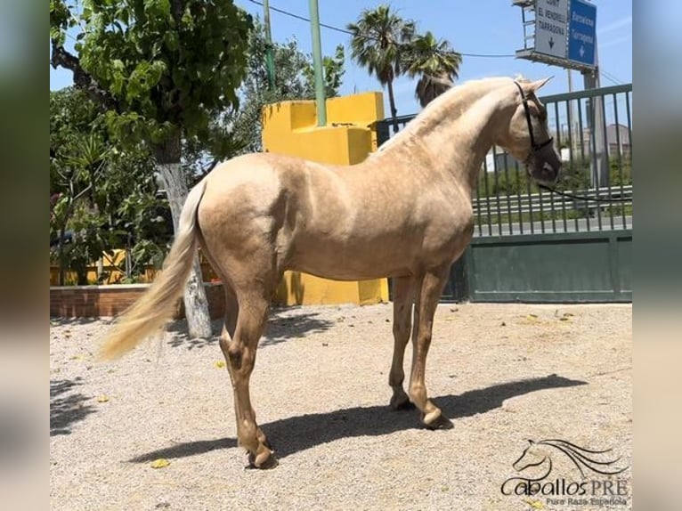 PRE Stallion 3 years 16 hh Palomino in Barcelona