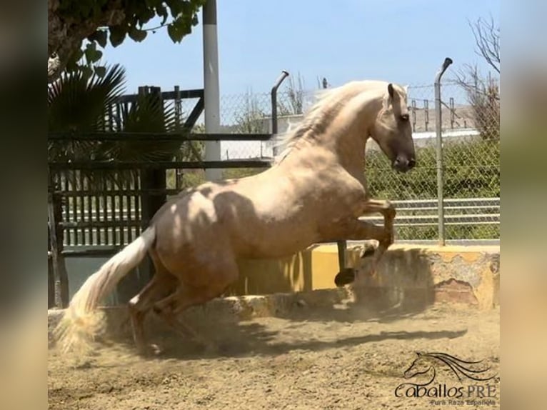 PRE Stallion 3 years 16 hh Palomino in Barcelona