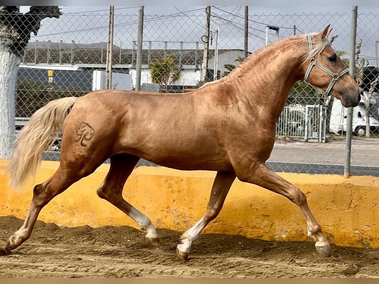 PRE Stallion 3 years 16 hh Palomino in Caumont