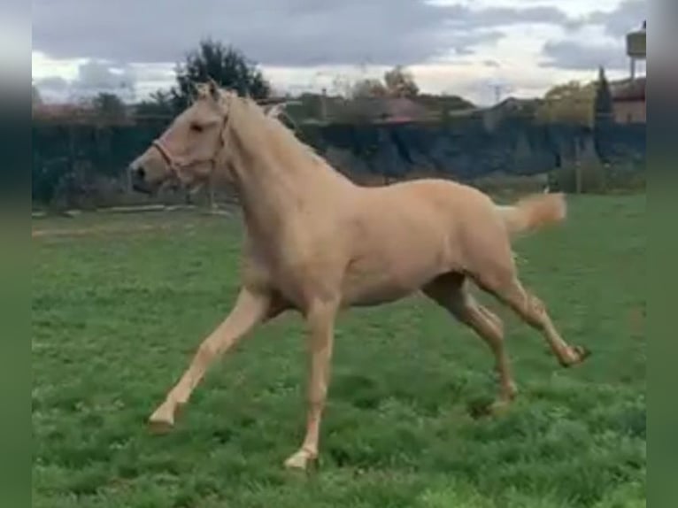 PRE Mix Stallion 3 years 16 hh Palomino in Adelschlag