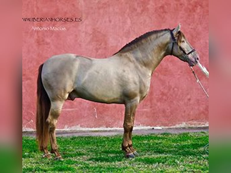PRE Stallion 3 years 16 hh Pearl in Madrid