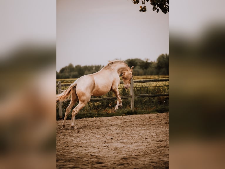 PRE Mix Stallion 3 years 16 hh Pearl in Zaffelare