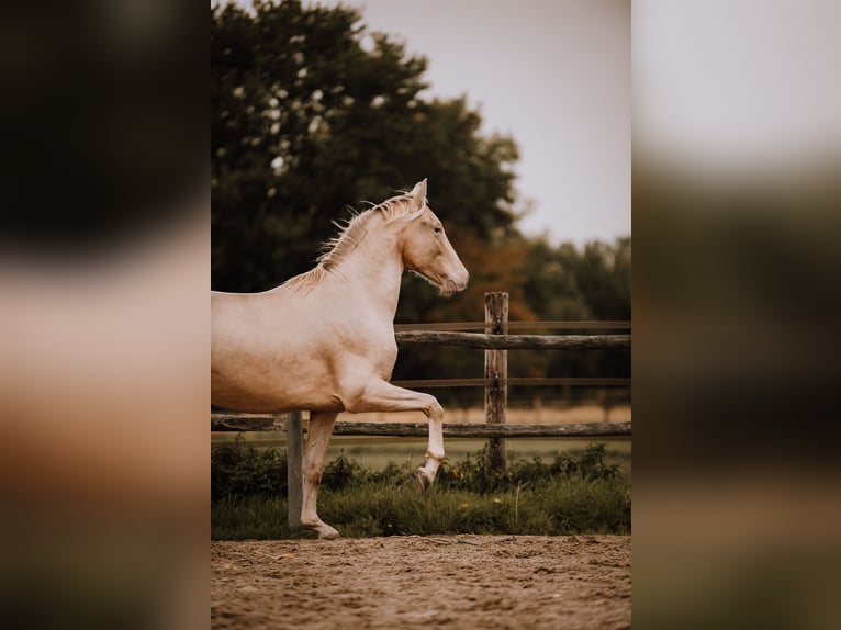 PRE Mix Stallion 3 years 16 hh Pearl in Zaffelare