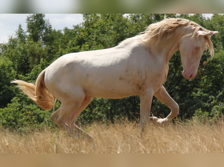 PRE Stallion 3 years 16 hh Perlino in Kirn