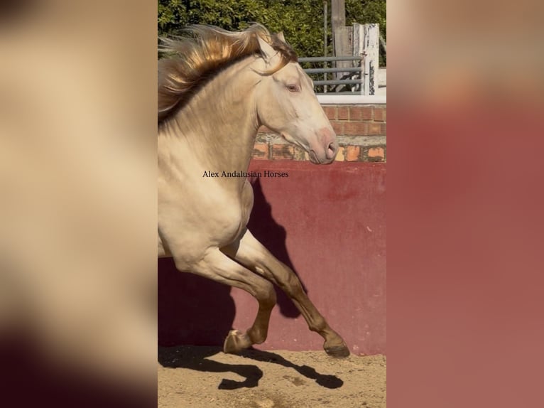 PRE Mix Stallion 3 years 16 hh Perlino in Sevilla