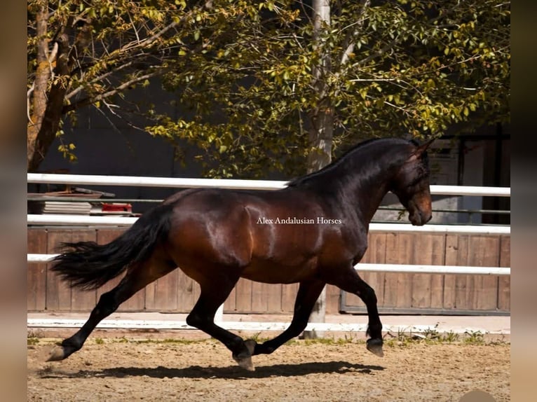 PRE Mix Stallion 3 years 16,1 hh Bay-Dark in Sevilla