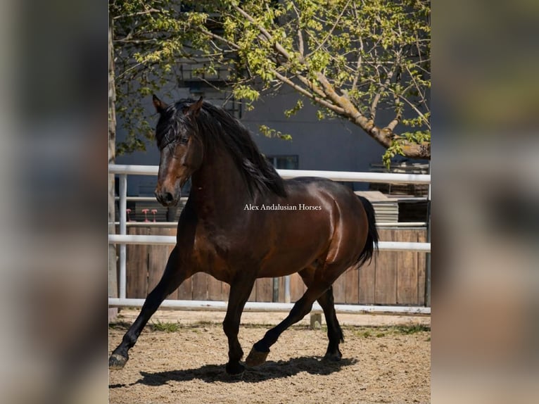 PRE Mix Stallion 3 years 16,1 hh Bay-Dark in Sevilla