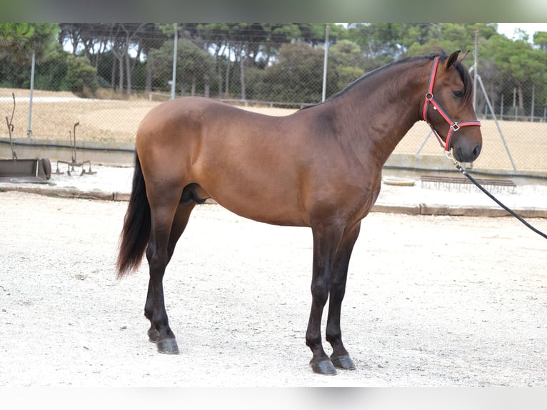 PRE Mix Stallion 3 years 16,1 hh Bay-Dark in Hamburg