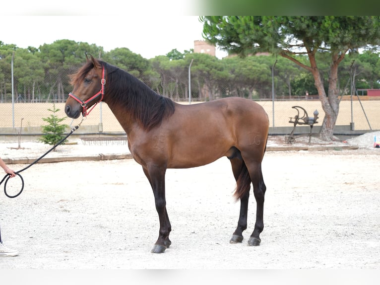 PRE Mix Stallion 3 years 16,1 hh Bay-Dark in Hamburg