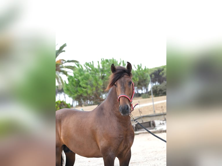 PRE Mix Stallion 3 years 16,1 hh Bay-Dark in Hamburg