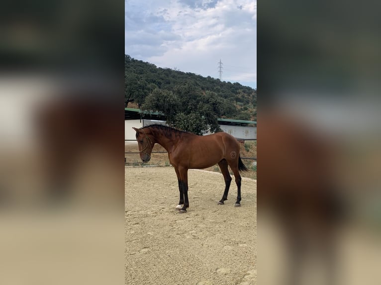 PRE Stallion 3 years 16,1 hh Bay in Cordoba