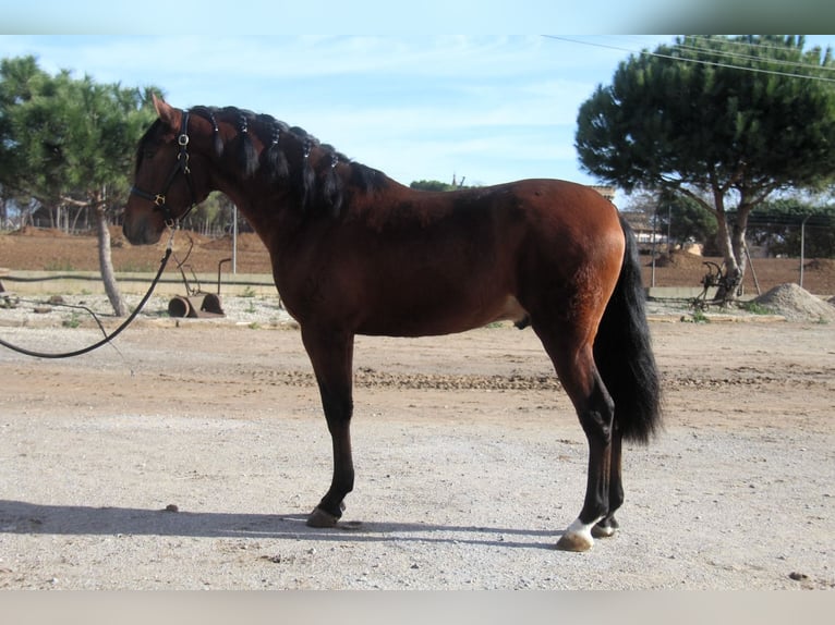PRE Mix Stallion 3 years 16,1 hh Bay in Hamburg