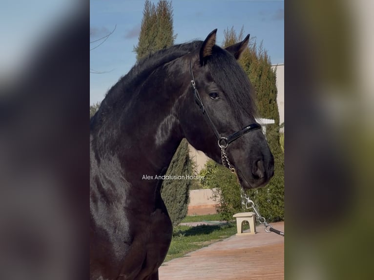 PRE Mix Stallion 3 years 16,1 hh Black in Sevilla