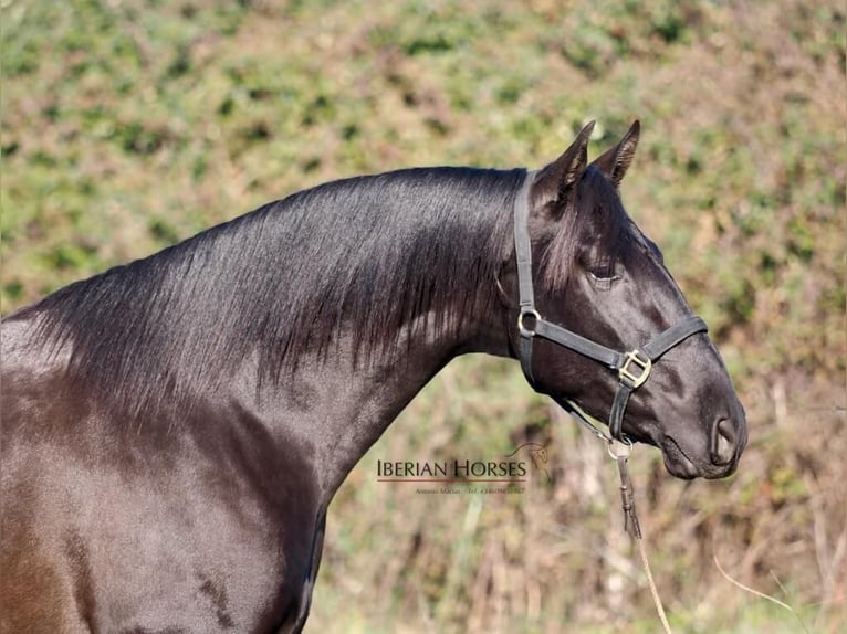 PRE Mix Stallion 3 years 16,1 hh Black in Navas Del Madro&#xF1;o