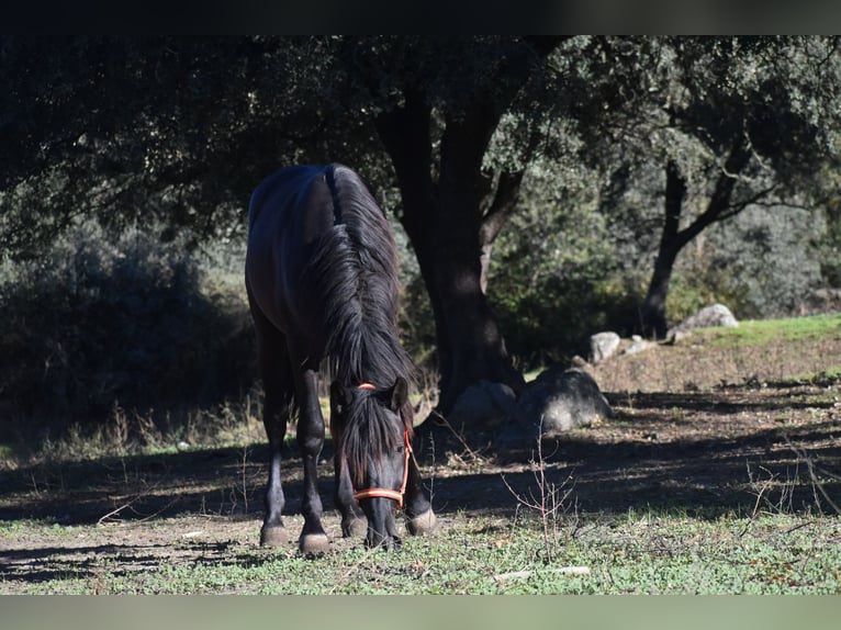 PRE Stallion 3 years 16,1 hh Black in El Real De La Jara