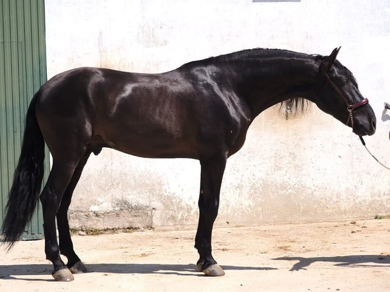 PRE Mix Stallion 3 years 16,1 hh Black in Navas Del Madro&#xF1;o