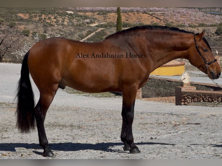 PRE Mix Stallion 3 years 16,1 hh Brown in Sevilla